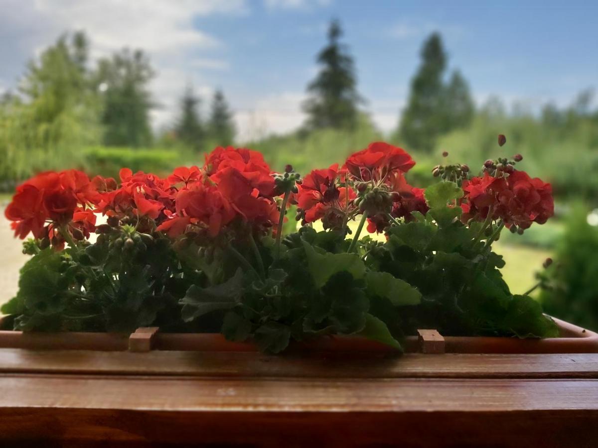 Pensiunea Maya Sîmbăta de Sus Exteriör bild